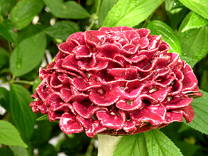 Höri Bodensee Wangen Blüte aus Ton / Keramik Garten Stecker Dunkelrosa
